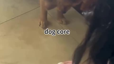 Dog core | Funniest Video Compilation | Try Not to Laugh! 😂