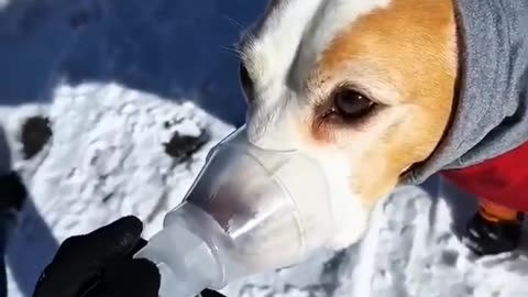 Dog also needs oxygen at high altitude mountain