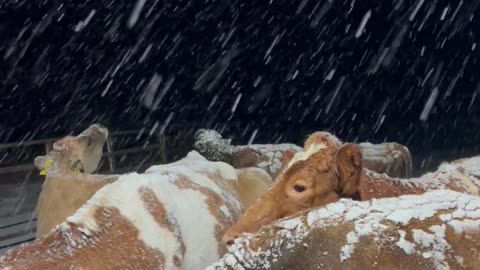 Cows Marvel At Falling Snow