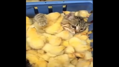 Cat and chicken fanny moments video