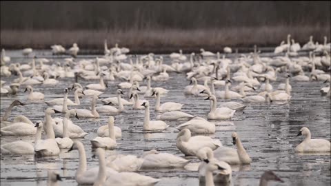 Tundra Swans on Pungo Unit Lake