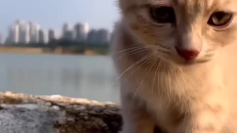 Cut cat video