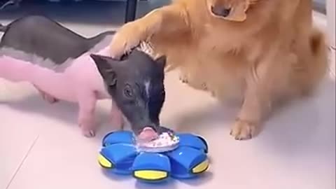 Unbelievable! This Clever Dog Outsmarts a Pig – You Won’t Believe What Happens! 🤯😂