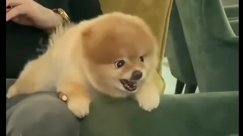 Cute Little Dog