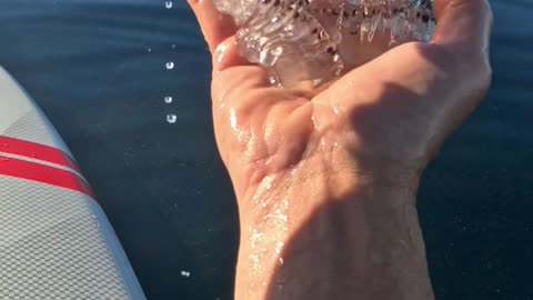 A Salp Bracelet