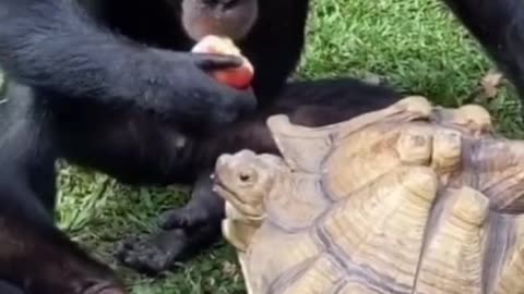 Chimpanzee share an apple with turtle