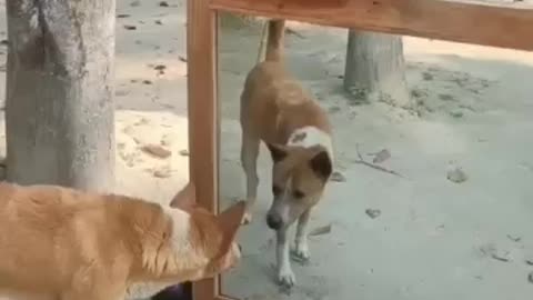 Dog surprise