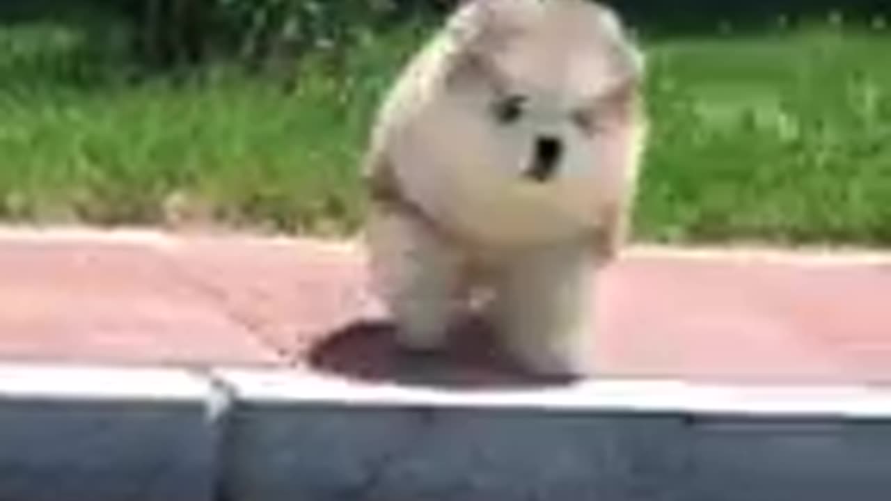 dogs