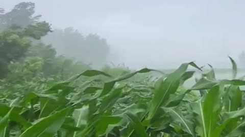 Fields in Rain: Nature’s De-Stress Soundscape Nature’s Concert: Rain, Crickets, Dogs in Harmony