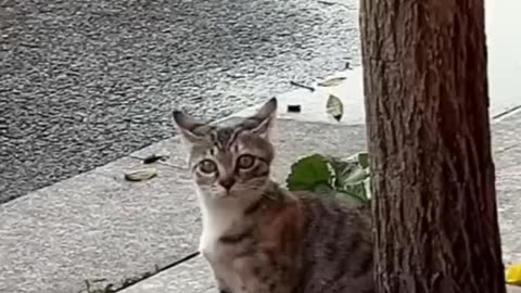 Funny cat having fun __enjoy