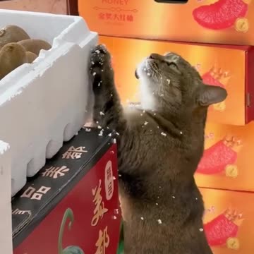 Make it snow make it snow make it snow