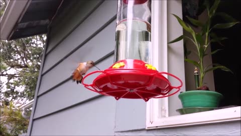 Humming Bird Wisdom USA America Pacific West Coast
