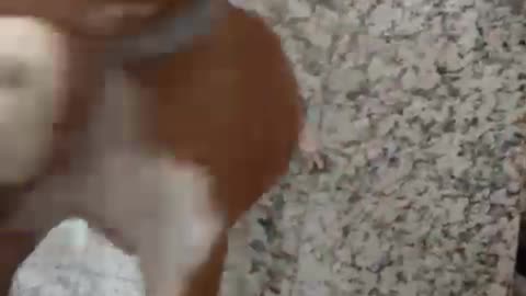 Excited Puppy Wiggles At Owner Being Home