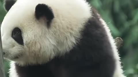 Funny panda #panda #panda🐼 #cute #pandas #funny #funnyvideos