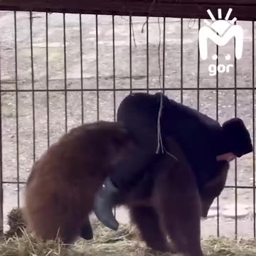 Orphaned cub rescued and is part of the family now