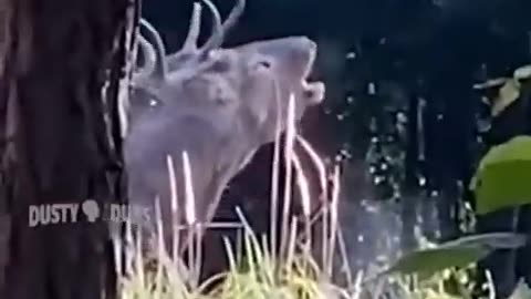 Funny animals 😄