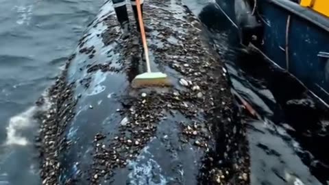 Goodbye Parasites! How Barnacles Are Removed from Whales