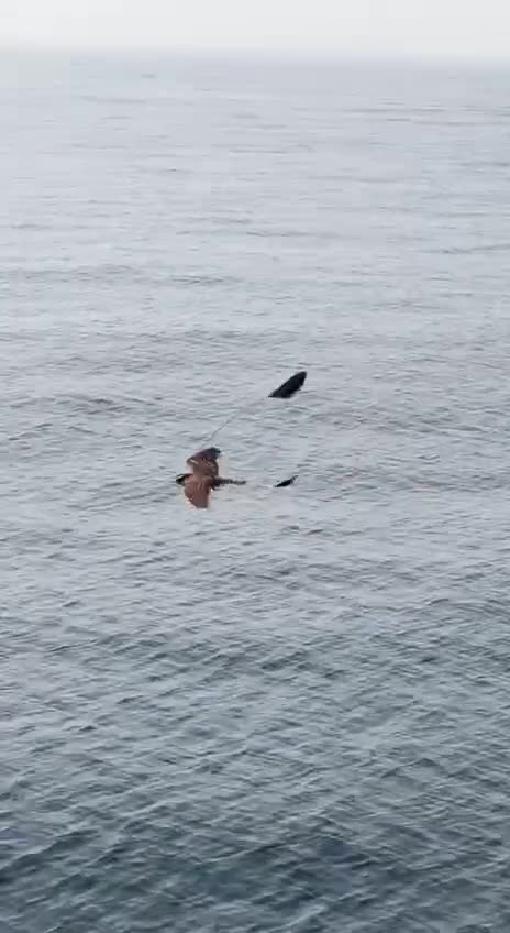 African pennant nightjar