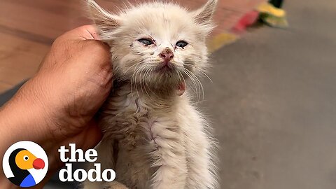 The Tiny Rescue Kitten Saved at the Last Minute Now Needs a Loving Home | The Dodo