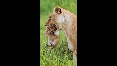 lion wildlife