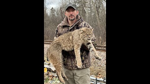 New year Bobcat