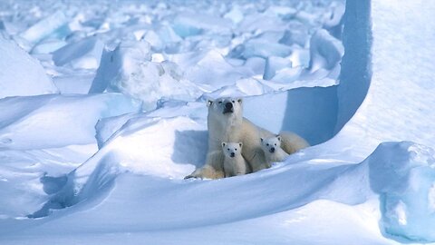 Rare Footage Shows Polar Bear Cubs Emerging From Arctic Den