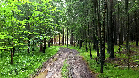 Forest After The Rain - ASMR Mud Experience Walking Tour