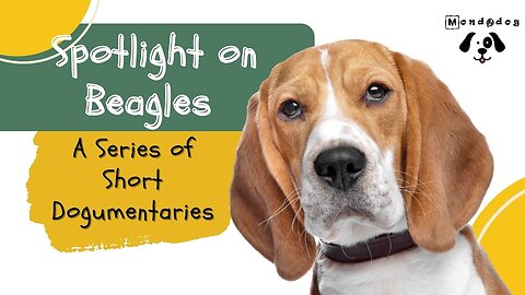 A Series of Short Dogumentaries The Beagles