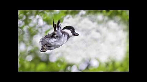 Baby Chick Jumps Off Cliff