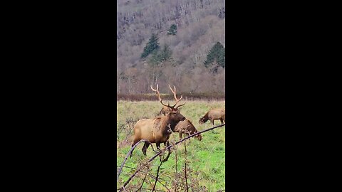 elk orick ca