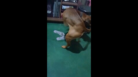 Dog spinning top