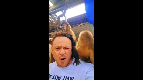 Monkeying Around