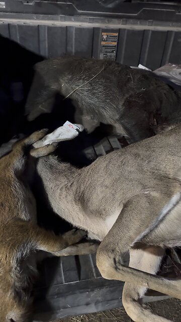 Late season success on whitetail doe and 2 hogs