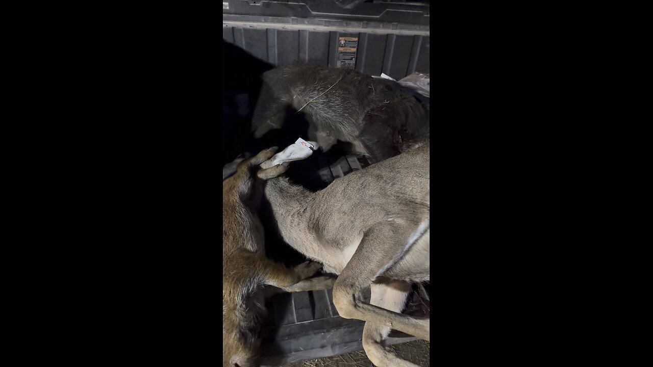 Late season success on whitetail doe and 2 hogs