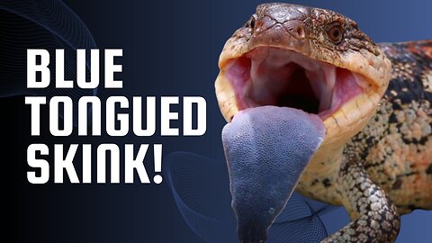 Blue-Tongued Skink | The Best Reptile Pet! 🦎