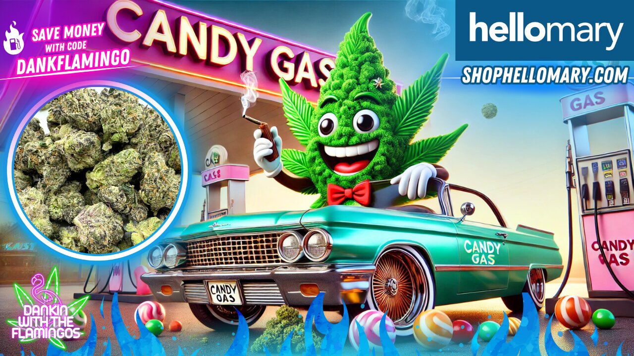 Enjoying Candy Gas Smalls from Shop Hello Mary! Dankin with the Flamingos Review!!