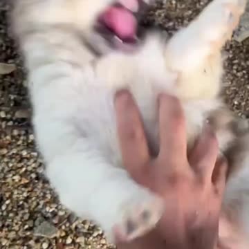 Playtime with my playful pup