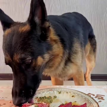 "A Dog's Culinary Adventure: Exploring New Flavors"
