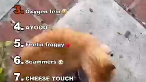 CUTE ANIMAL FUNNY VIDEO