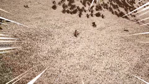 Ant Power Funny Video