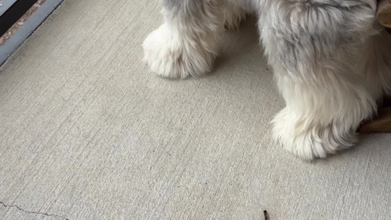 Neighbors Throw Treat Up To Mini Schnauzer