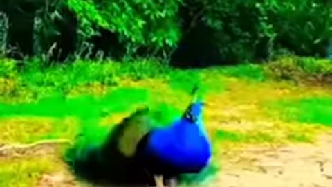 #मोर #peacock dance rain #funny #shorts