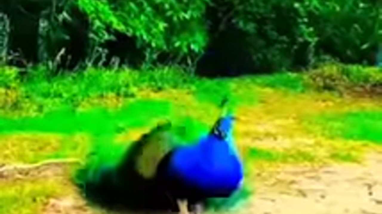 #मोर #peacock dance rain #funny #shorts