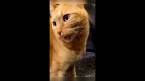 Funny animal videos 2023