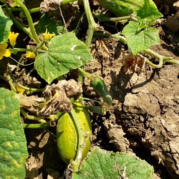 Pick your own summer vegetables #vegetableharvest #summervegetables