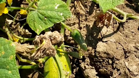 Pick your own summer vegetables #vegetableharvest #summervegetables