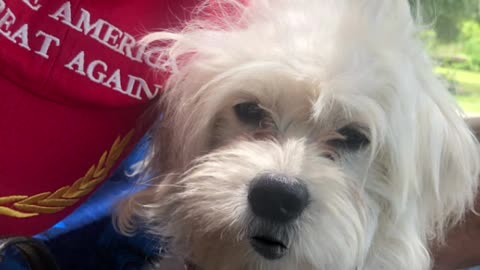 Patriot Loulou news 🗞️Trumps plane was weighed down with tons of BIG BALLS
