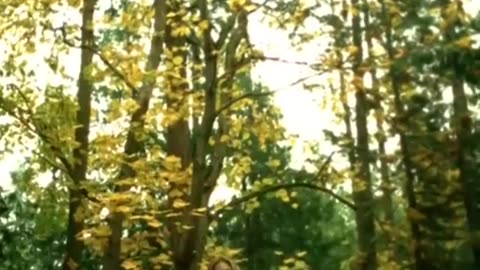 Diana Krall - Almost Blue (2004)