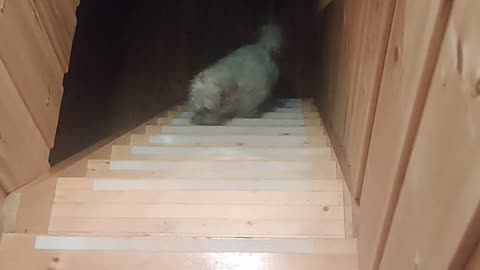 Funny dog. Up the stair we go.