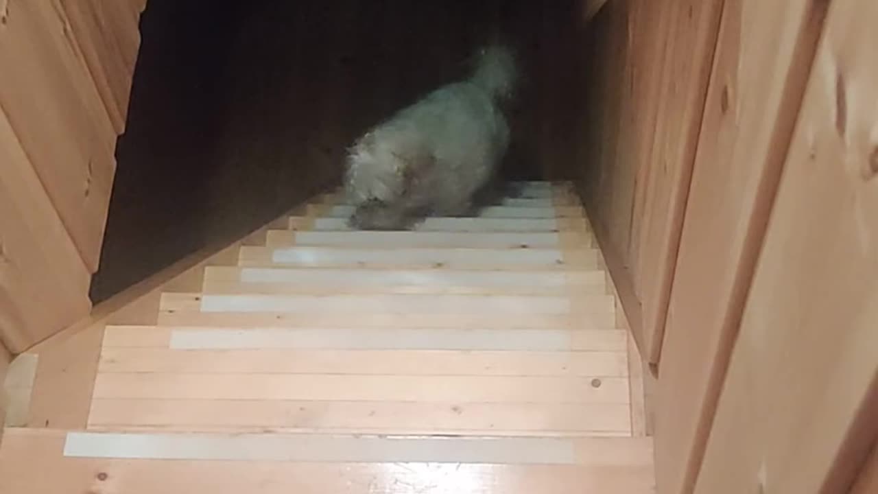 Funny dog. Up the stair we go.